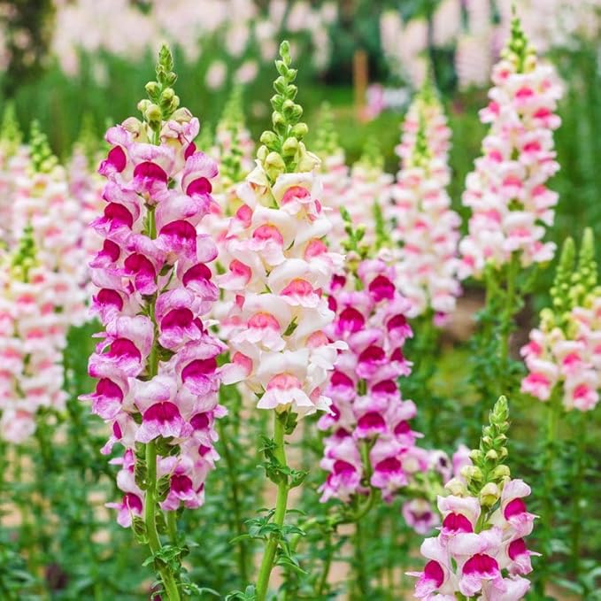 5000+ Snowflake Snapdragon Flower Seeds Outdoor-Perennial Heirloom Antirrhinum Majus Plant Seed Attracts Bees& Attracts Butterflies
