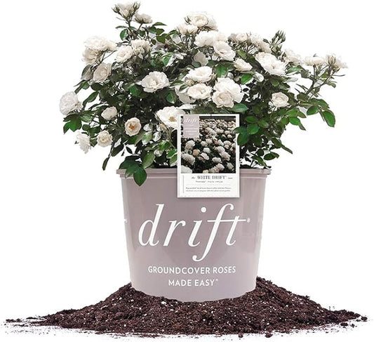 PERFECT PLANTS White Drift Rose Live Plant, 3 Gallon, Includes Care Guide
