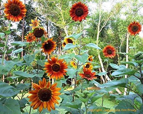 Non GMO Bulk Autumn Beauty Sunflower Seeds- Helianthus annuus (1/4 Lb)