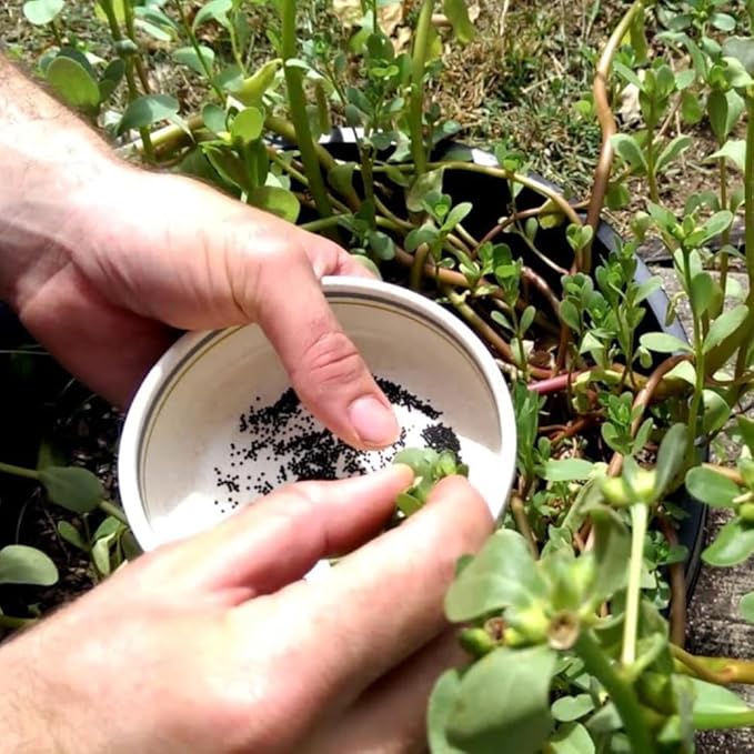 3000+ Green Purslane Seeds for Planting - Rau Sam - Portulaca Oleracea, Edible Plant Non-GMO Heirloom