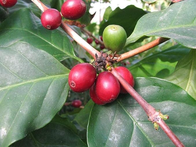 American Plant Exchange Arabica Coffee Real Live Plant, 6" Pot, Flowering Indoor Outdoor Air Purifier, Green Rippled Leaves