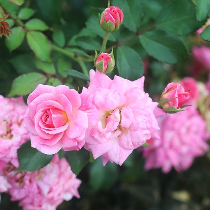 PERFECT PLANTS Sweet Drift Rose Live Plant, 3 Gallon, Dark Green and Baby Pink