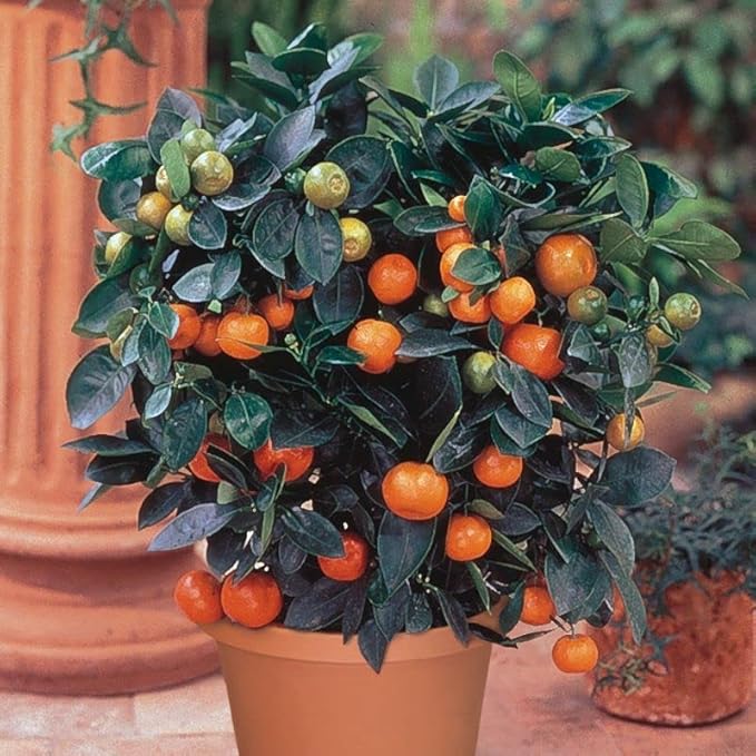 Gardenera's Tangerine Tree Planting Mix : The Perfect Soil Formula for Thriving, Healthy Citrus Fruits! - 5 Quart