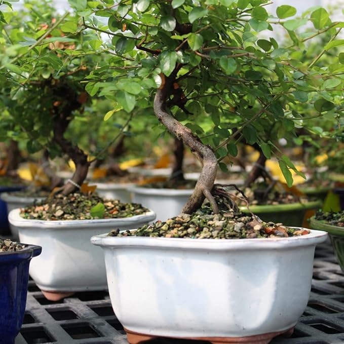 Brussel's Bonsai Live Chinese Sweet Plum Bonsai Tree - 5 Years, 6 to 10 in - Indoor Bonsai in Ceramic Bonsai Pot