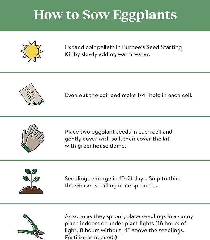 Burpee Patio Baby Eggplant Seeds 30 seeds