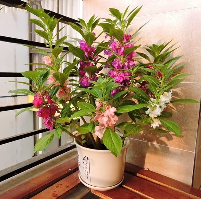 50+ Colorful Garden Balsam Impatient - Flower Mix