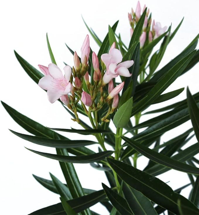 American Plant Exchange Oleander Bush, Dwarf, Petite Pink, Flowering Landscape Shrub, 10-Inch Pot, Live Outdoor Plant, 3-4ft Max Height, Hardy Evergreen Landscape Shrub