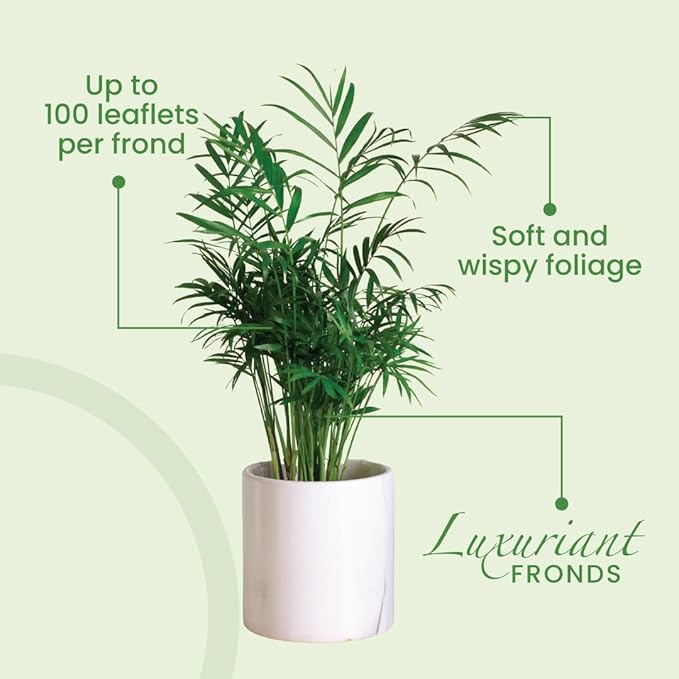American Plant Exchange Areca Palm Tree Live Plant, 10-Inch Pot, Air Purifying Indoor Houseplant