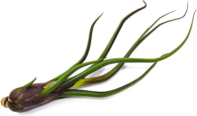 Tillandsia Air Plants Live Indoor Plants (75 Pack), Air Plants Bulk Party Favors or Wedding Favors Live Plants, Air Plant Lover Gifts, DIY Terrarium Kit, Air Succulents Plants Live by Plants for Pets