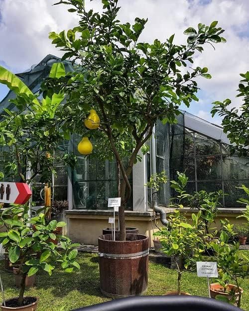 Gardenera's Premium Pomelo Tree Soil Mix - Quick Drain Potting Soil for Growing and Repotting Citrus Maxima - 4 Quart