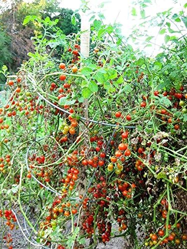 30 Sweet Pea Currant Tomato Seeds, Heirloom Non-GMO, Extra Sweet and Heavy-Yielding, Low Acid, Indeterminate, Open-Pollinated, Long Season, Super Delicious, from USA Lycopersicon esculentum