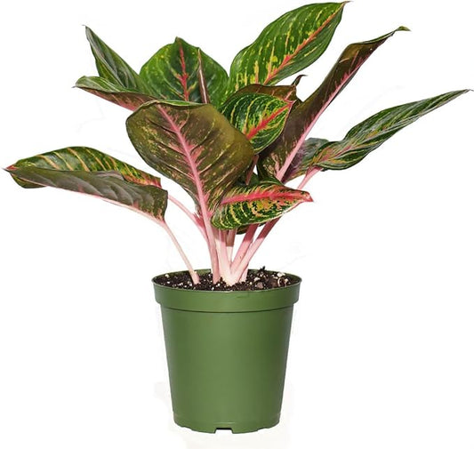 AMERICAN PLANT EXCHANGE Aglaonema Garnet Coltrane, 6-Inch Pot, Easy to Care Indoor Houseplant, Tropical Foliage Exotic Live Plant for Home Office & Garden Décor