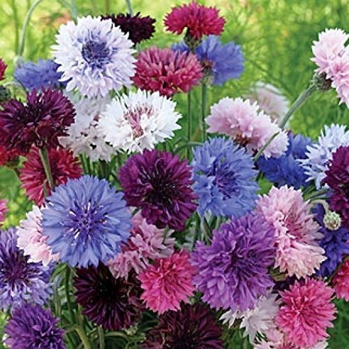 Dirt Goddess Super Seeds ~ Cornflower/Bachelor Button Seeds - Tall Mix Centaurea cyanus (1/4 Lb) 22,500 Seeds