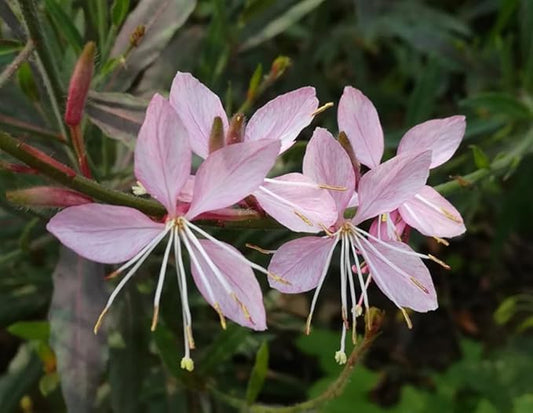 100 Pink Gaura Lindheimeri Whirling Butterflies Flower Seeds