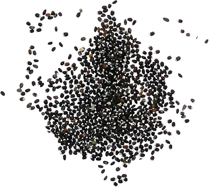 Seed Needs, Catmint Seeds for Cats - 600 Heirloom Seeds for Planting Nepeta mussinii - Perennial Flowering Medicinal Herb Non-GMO & Untreated (1 Pack)