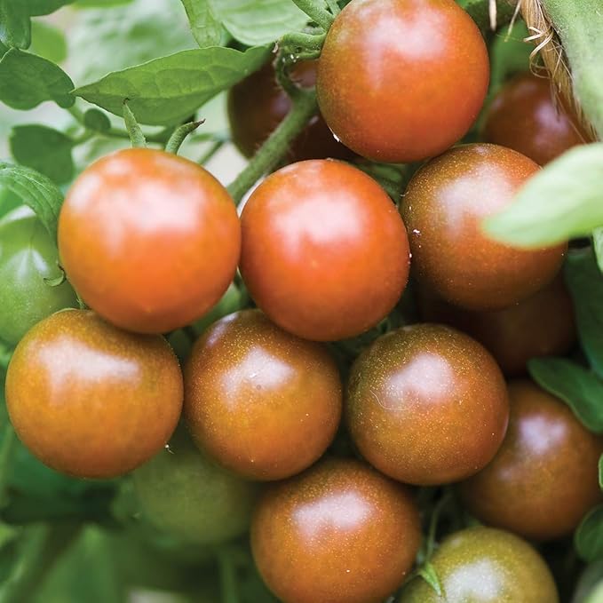 Burpee 'Black Pearl' Hybrid, Cherry Tomato, Extra Sweet Flavor, 30 Non-GMO Seeds