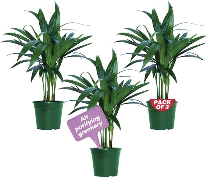American Plant Exchange Areca Palm 3 Pack Live Plant, 4" Pots, Top Indoor Air Purifiers
