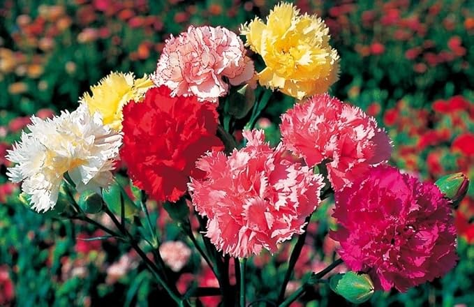 Seeds Carnation Shabo Mix Biennial Flowers