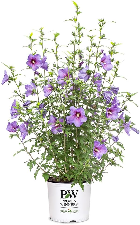 2 Gallon Proven Winners Paraplu 'Violet' Hibiscus