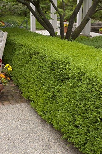 Buxus micro. 'Winter Gem' (Boxwood) Evergreen, shiny green foliage, #3 - Size Container