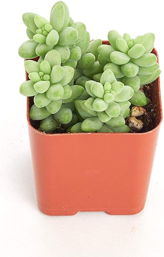 Shop Succulents | String of Succulents Collection | Burrito Sedum/Donkey Tail Live Outdoor/Indoor Hanging Succulent Plant | Fully Rooted in Soil