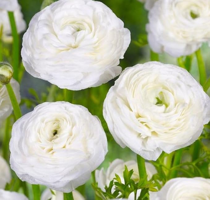 Mixed Peony Ranunculus Bulbs- Persian Buttercup -10 Corms Bulbs Flowering Blooms Perennial Bulbous Root Garden Plant (White)