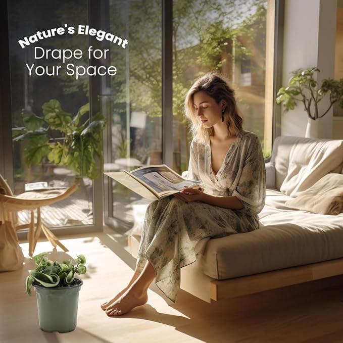 American Plant Exchange Live Hindu Rope Plant, Hoya Carnosa Compacta Plant, Krinkle Kurl Plant, Wax Plant, Plant Pot for Home and Garden Decor, 4" Pot