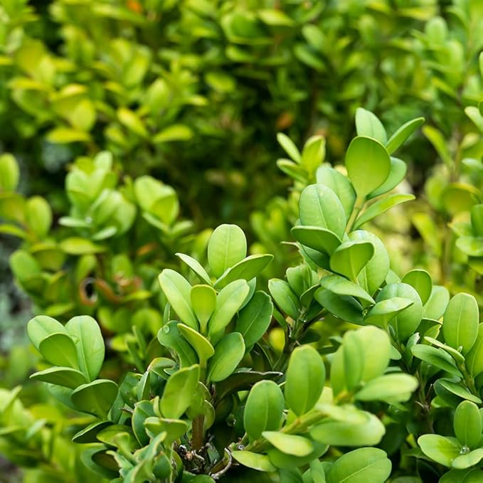 Buxus Japonica Plant (1G), Boxwood Shrubs Live in Planters for Outdoor Plants Live Evergreen Trees Live Plants, Live Outdoor Plants Potted Plants Live Outdoor, Live Trees Live Plant by Plants for Pets