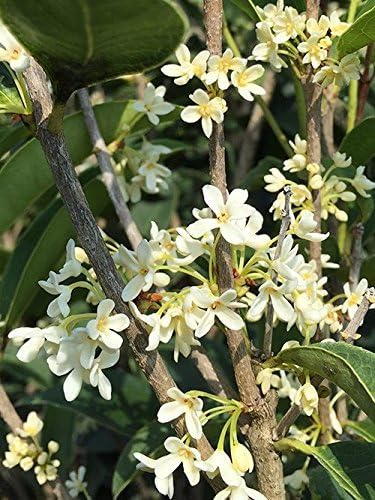 PERFECT PLANTS Tea Olive Live Plant, 1 gallon, Green