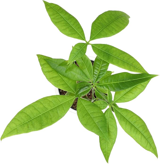 Altman Plants, Live Money Tree Plant, Pachira Aquatica Money Tree, Feng Shui Money Tree Pachira Aquatica Plant, Pachira Plant Bonsai Tree in Planter Pot with Soil, Money Tree Plant Indoor Plants