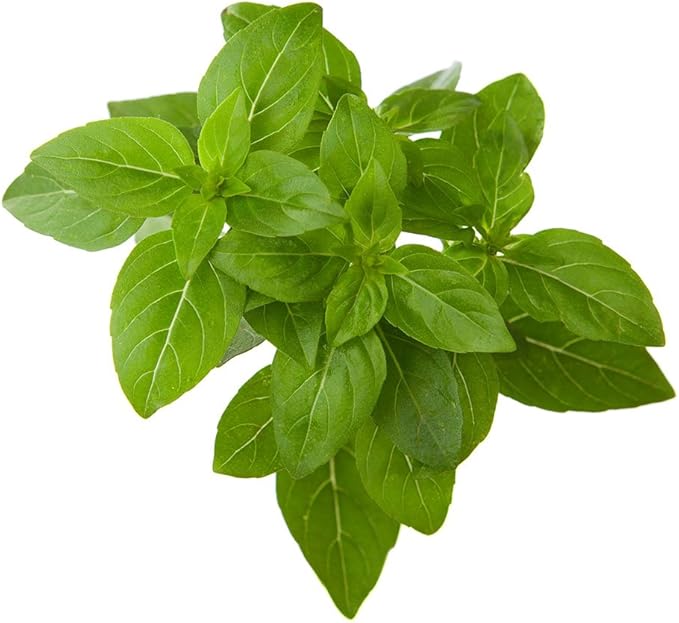 Click and Grow Smart Garden Dwarf Basil Plant Pods, 3-Pack