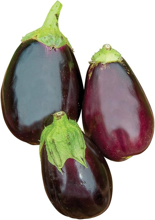 Burpee Black Beauty (Organic) (Heirloom) Eggplant Seeds 50 seeds