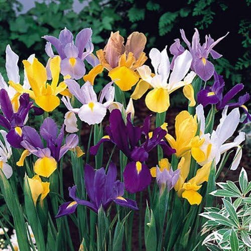 40 Dutch Iris Bulbs, Mixed-Perfect for Fall Planting!