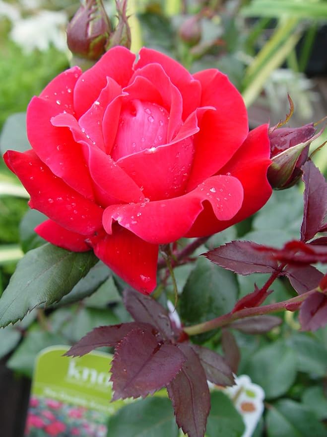 Green Promise Farms Rosa `Knock Out` (Reblooming) Rose, #3 Size Container, red flower