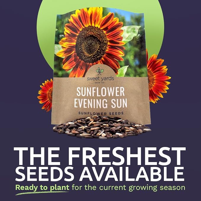 Evening Sun Sunflower Seeds - Extra Large 1 Ounce Packet - Over 1,200 Fresh Open Pollinated Non-GMO Flower Seeds - Helianthus annus - Large Glowing Blooms
