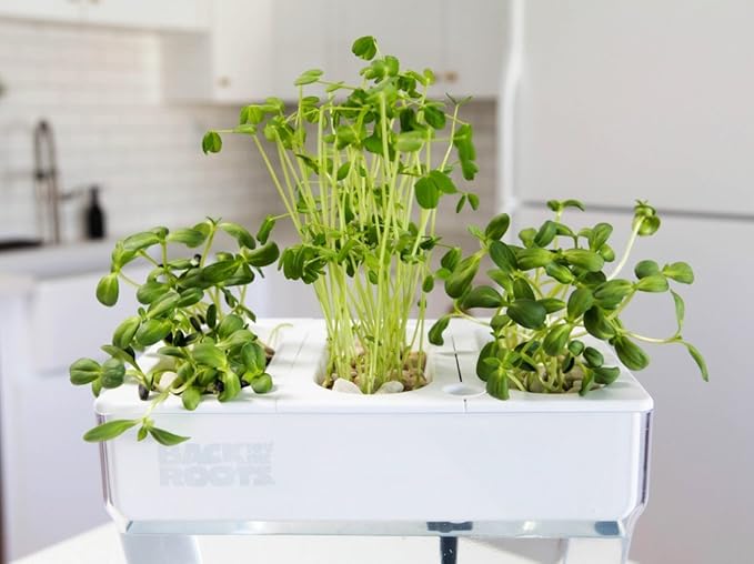 Back to the Roots 810667030377 Microgreen Bundle Sunflower & Organic Pea Shoot Seeds, Certified Organic, 0.56 Ounce (Pack of 6)