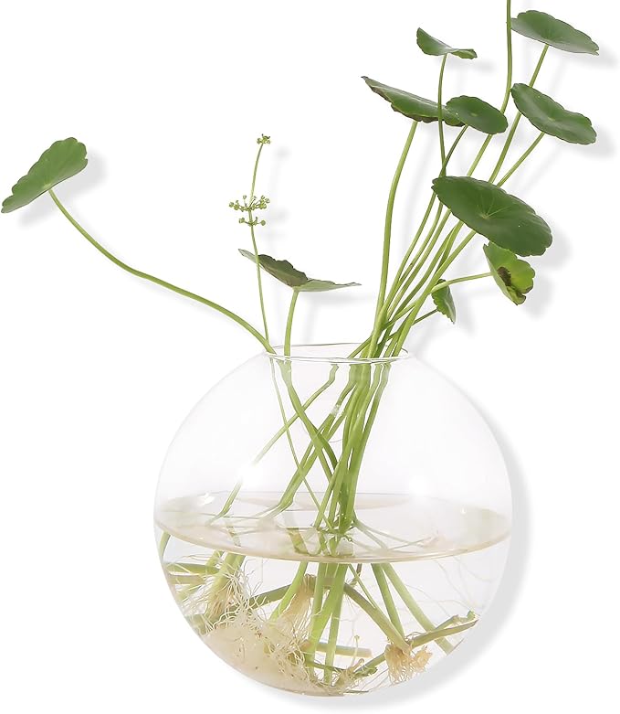 Pack of 6 Glass Planters Wall Hanging Planters Round Glass Plant Pots Hanging Air Plant Pots Flower Vase Air Plant Terrariums Wall Hanging Plant Container