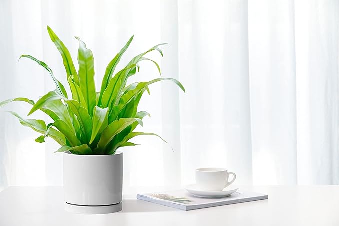 Aveyas 6 inch Ceramic Plant Pot with Drainage Hole and Saucer - Suitable for Indoor and Outdoor Use, Modern Planters for House Garden Orchid Flower Snake Monstera Plants (6", Glossy White)