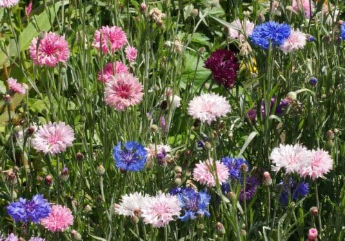 Non GMO Bulk Cornflower/Bachelor Button Seeds - Tall Mix Centaurea cyanus (5 lbs)