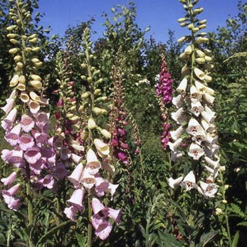 Outsidepride 5000 Seeds Biennial Digitalis Foxglove Gloxiniaeflora Flower Seed Mix for Planting