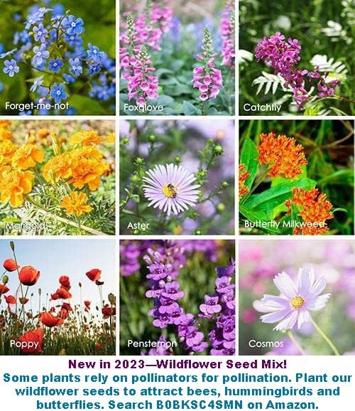 2025 EarlyBird-Pepper Seeds for Planting, Green and Red Bell Pepper Seeds, Non-GMO Heirloom Seeds Vegetable Seeds for Home Vegetable Garden and Hydronic Pods.USA (50ct Jalapeno Hot Pepper Seeds)