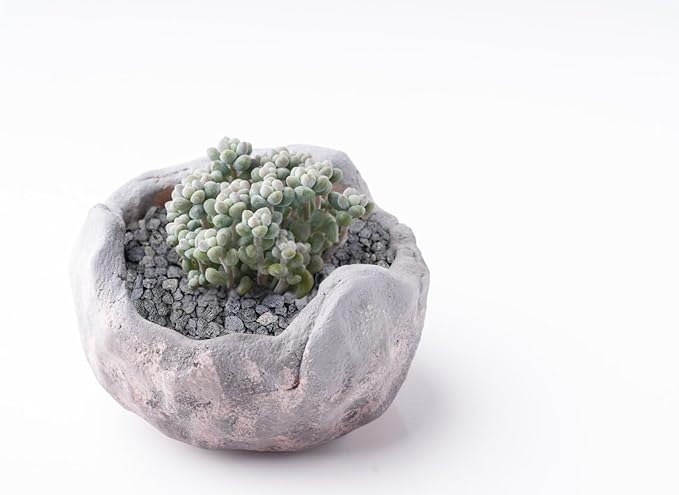 2.4lb Black Horticultural Lava Rock Soil Additive for Cacti, Vase Fillers, Succulents and Terrarium Plants - No Dyes or Chemicals - 100% Pure Volcanic Rock