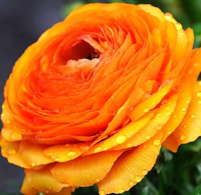 Mixed Peony Ranunculus Bulbs- Persian Buttercup -10 Corms Bulbs Flowering Blooms Perennial Bulbous Root Garden Plant (Orange)