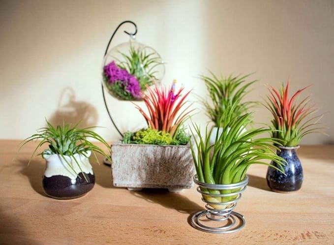 Altman Plants, 10 Ionantha Tillandsia Air Plant Pack, Each 2 to 3.5 Inches Long, Live Tropical House Plants for Home Decor, Indoor Terrarium Air Plants