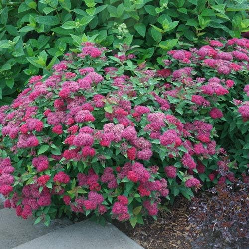 Spiraea jap. Double Play Doozie (Spirea) Shrub, 3-Size Container, red-Pink Flowers