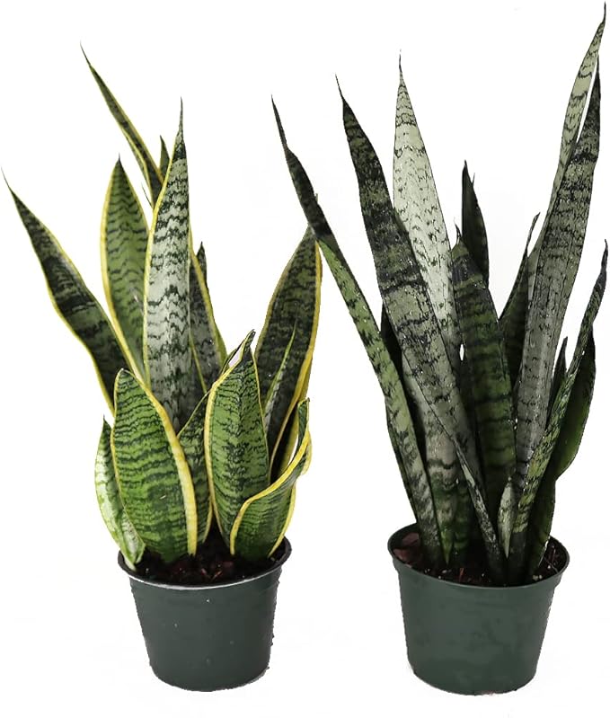 American Plant Exchange Snake Plants, Live Sansevieria Pack of Two 6-Inch Pots, Laurentii & Zeylanica, Easy Care, Air Purifying, Indoor Houseplants for Versatile Home, Office & Garden Décor