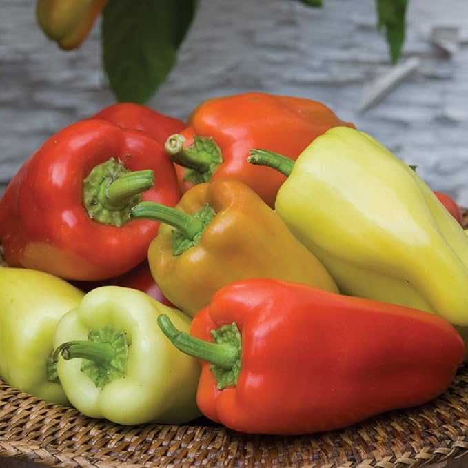 Burpee Gypsy Sweet Pepper Seeds 30 seeds