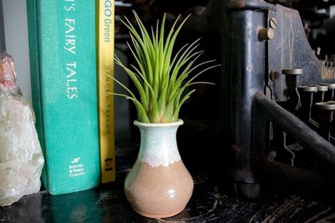Altman Plants, 10 Ionantha Tillandsia Air Plant Pack, Each 2 to 3.5 Inches Long, Live Tropical House Plants for Home Decor, Indoor Terrarium Air Plants