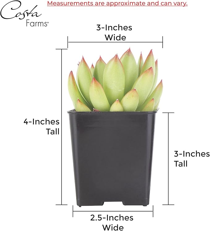 Costa Farms, Succulents, Fully Rooted, Live Indoor Plant, 2.5-Inch Haworthia, in Grower's Pot, 4-Pack