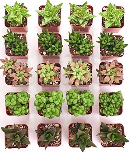 Shop Succulents | Haworthia Collection | Assortment of Hand Selected, Fully Rooted Alluring Miniature Aloe Live Indoor Succulent Plants, 20-Pack,